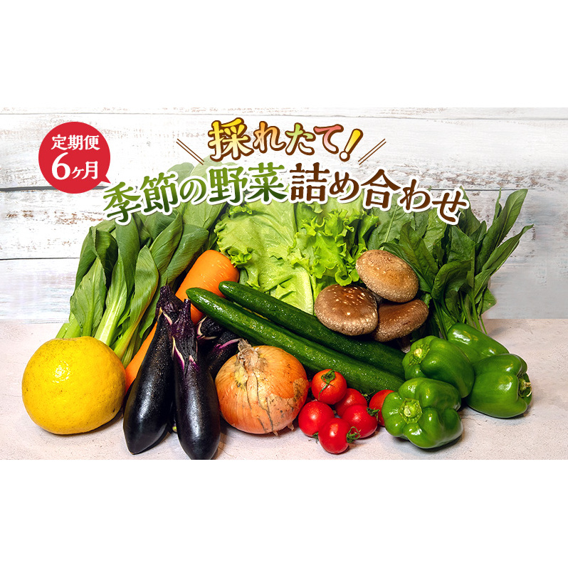 とれたて 野菜 パック 定期便 6回 季節の野菜 セット 詰め合わせ 8品前後 野菜セット 野菜詰め合わせ 6ヶ月 ジャガイモ 人参 大根 小松菜 白ネギ グリーンリーフ チンゲン菜 椎茸 トマト 水菜 葉ネギ 人気 厳選 静岡県 