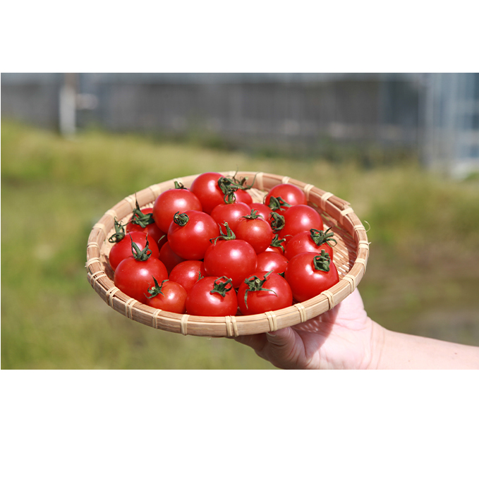 機能性表示食品 Hapitoma ハピトマ 糖度7（1kg）【配送不可：北海道・沖縄・離島】健康 ヘルシー GABA リコピン 人気 厳選 袋井市 野菜 トマト ミニトマト とまと 