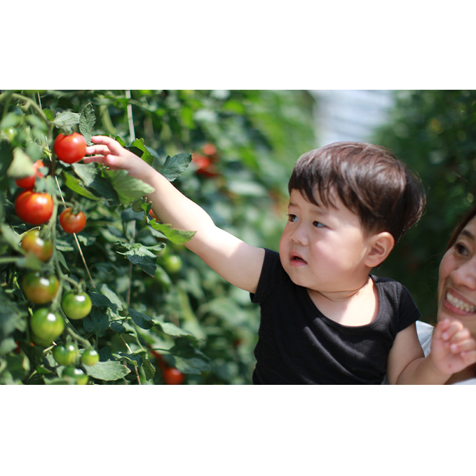 【12ヶ月定期便】機能性表示食品 Hapitoma ハピトマ 糖度7（1kg）【配送不可：北海道・沖縄・離島】健康 ヘルシー GABA リコピン 人気 厳選 袋井市 野菜 トマト ミニトマト とまと 12回 1年 