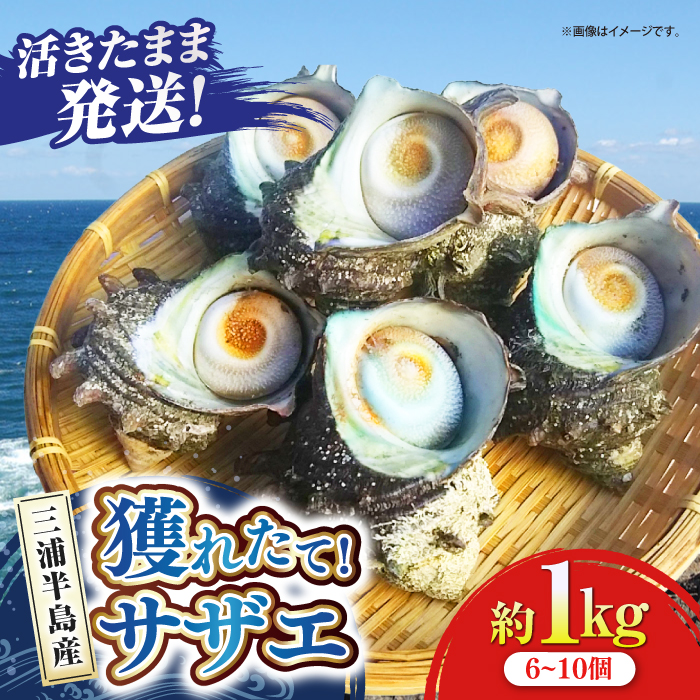 三浦半島 サザエ 中サイズ 約1kg 6〜10個 [長井水産株式会社] [AKAJ004]