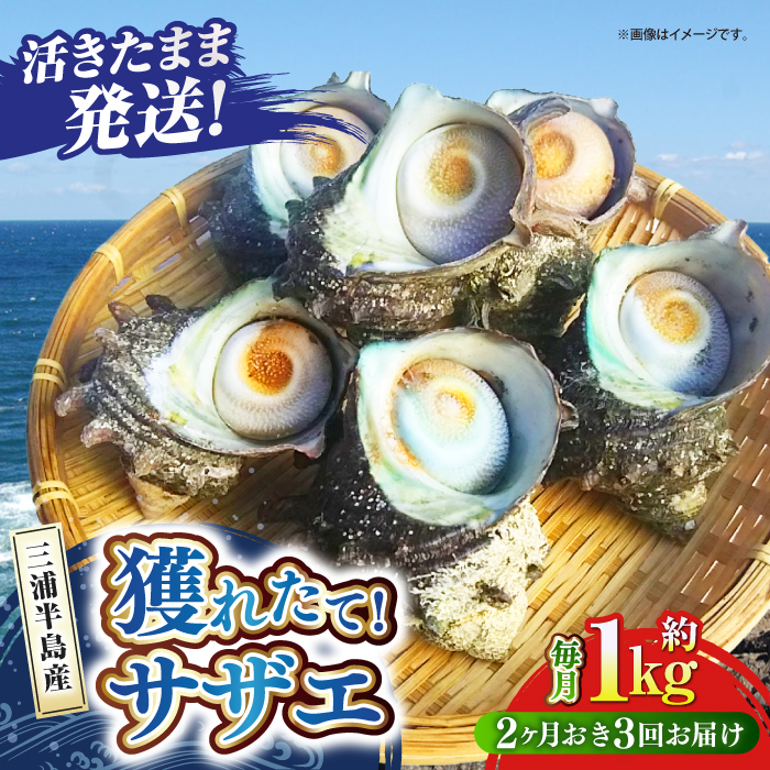 [全3回 隔月 定期便]サザエ 1kg 6〜10個 三浦半島[長井水産株式会社] [AKAJ011]