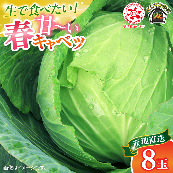 [先行予約]よこすか 春キャベツ 8玉入り[JAよこすか葉山] [AKFO005]