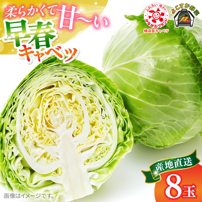 [先行予約]よこすか 早春キャベツ 8玉入り[JAよこすか葉山] [AKFO006]
