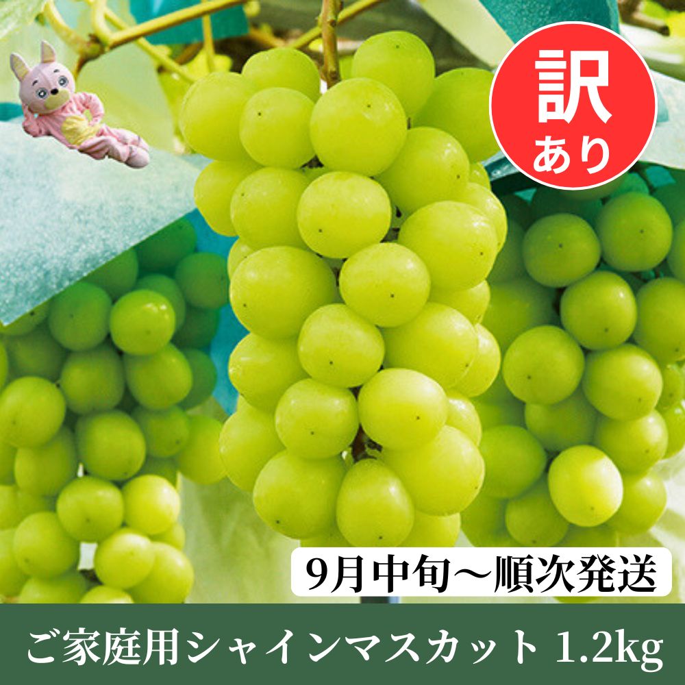 訳あり シャインマスカット 1.2kg以上 農家直送 【9月中旬~11月上旬発送】ぶどう ブドウ 葡萄 果物 フルーツ 家庭用 ご家庭用 秋 山形県 朝日町産 山形産