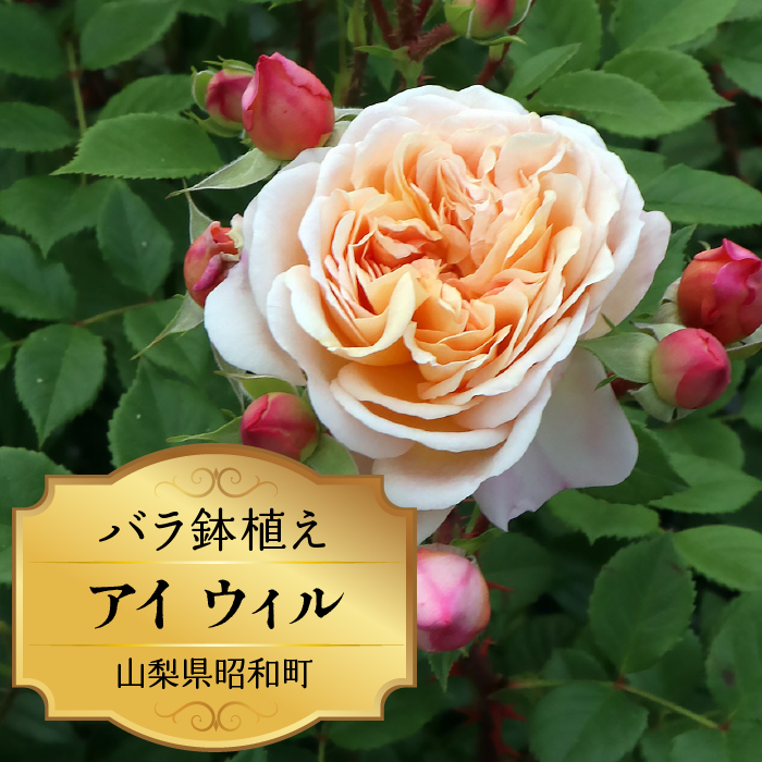 バラ鉢植え「アイ ウィル」 SWBD001