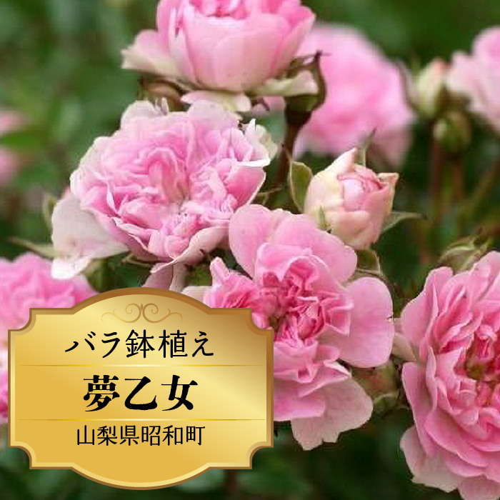 バラ鉢植え「夢乙女」 SWBD006