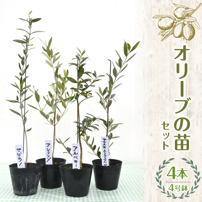 【ハーブショップYOU'樹】オリーブの苗セット 4号鉢 4本 SWBE003