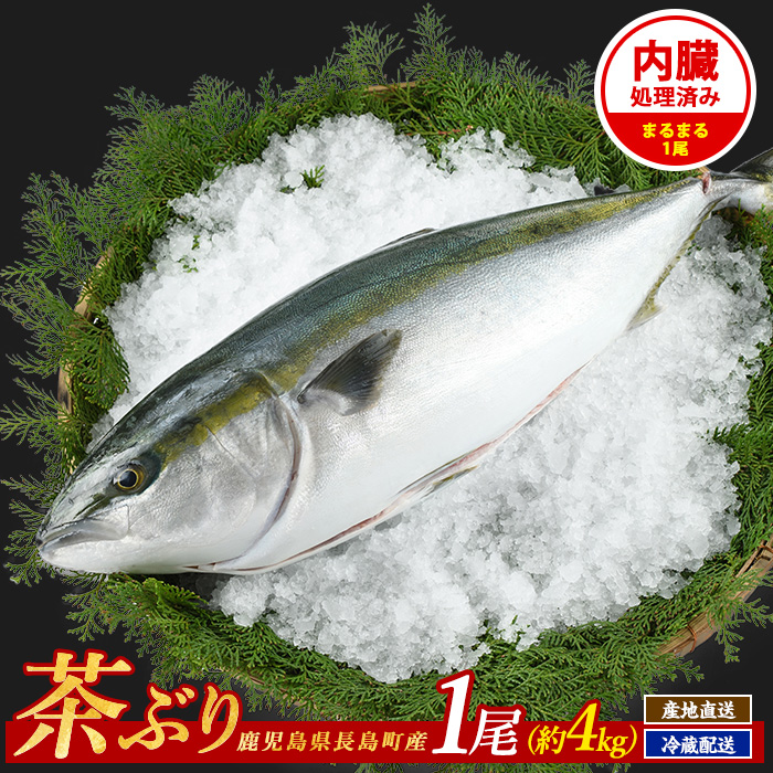 茶ぶり 1尾 約4kg セミドレス えら・内臓除去済み ぶり 柵 刺身 ブリ 切り身 鰤 1本 鮮魚 下処理済み 鮮魚 1匹 刺身 ぶりしゃぶ ぶりかま [ウスイ]_usui-6120R7