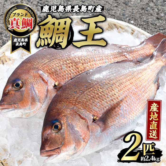 長島町特産「鯛王」(2匹・約2.4kg) 産地直送 新鮮 旨味が抜群の 長島町 特産品 ブランド 真鯛 一匹 刺身 鯛めし 鯛茶漬け 鯛しゃぶ 鮮魚 冷蔵 [JFA]_jfa-22