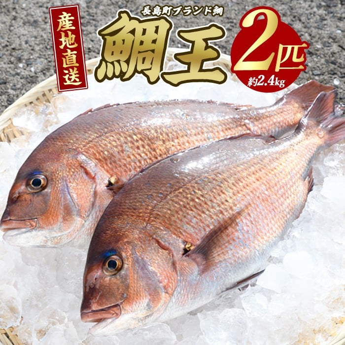 長島町特産「鯛王」(2匹・約2.4kg) 産地直送 新鮮 旨味が抜群の 長島町 特産品 ブランド 真鯛 一匹 刺身 鯛めし 鯛茶漬け 鯛しゃぶ 鮮魚 冷蔵 [JFA]_jfa-22R7