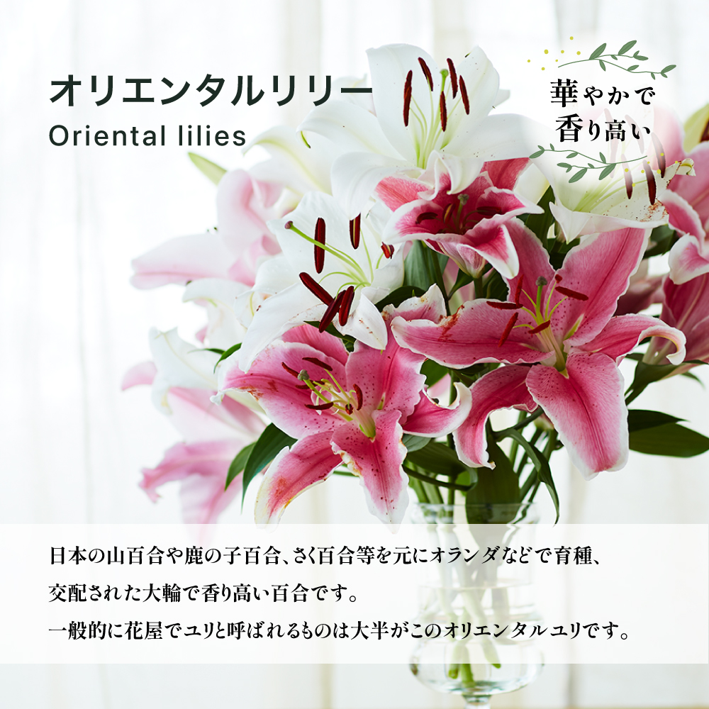 オリエンタルリリー（ユリ）旬のミックス 5本 ユリ 花 ユリの花 百合 ゆり 生花 切花 切り花 【宮路園芸】_miyaji-3331 |  鹿児島県長島町 | JRE MALLふるさと納税