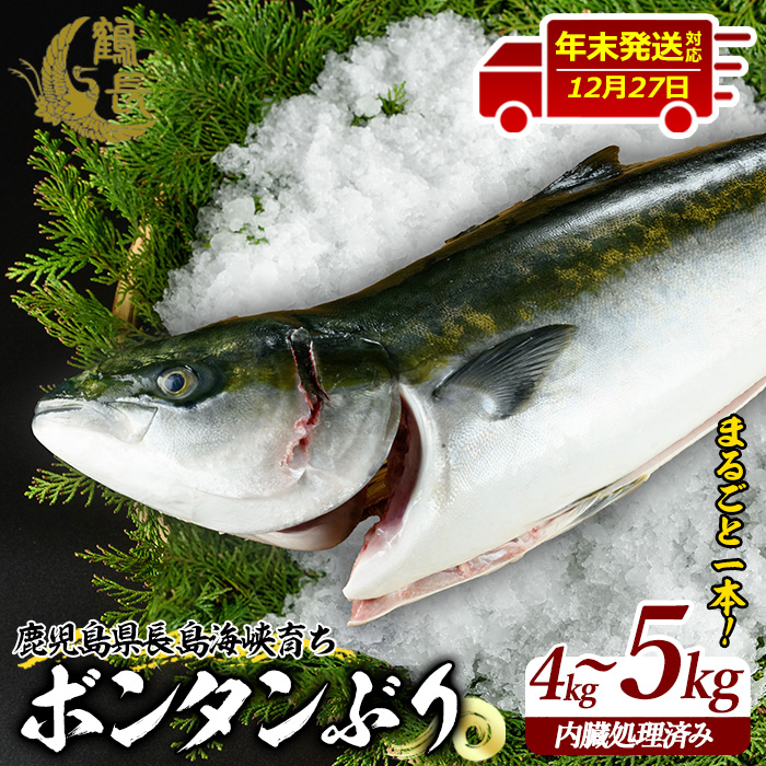 ＜2025年12月27日発送予定＞ボンタンぶりまるごと一本(内臓処理済) ぶり 柵 刺身 ブリ 切り身 鰤 1本 鮮魚 下処理済み 鮮魚 1匹 刺身 ぶりしゃぶ ぶりかま 【鶴長水産】_turu-6070-1227