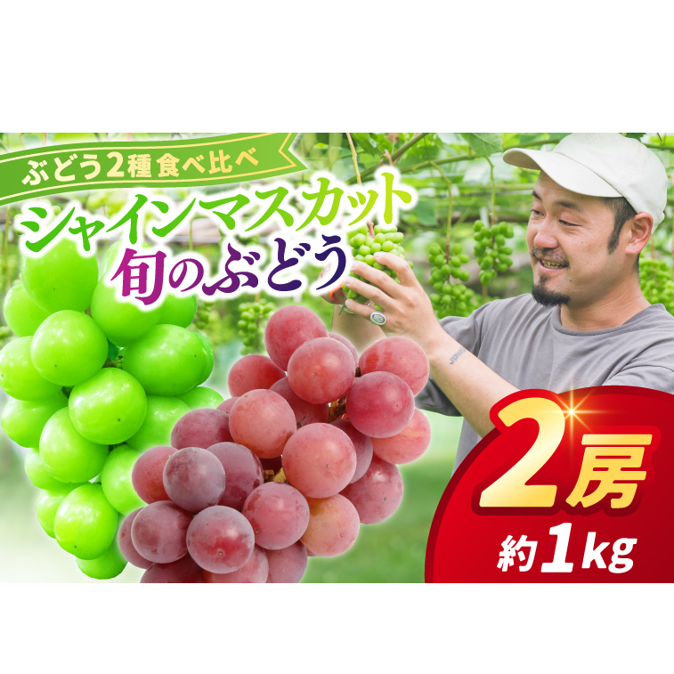 ＼先行予約 9月下旬発送予定／ ぶどう食べ比べ 2房（約1kg）旬のぶどう＆シャインマスカット ★数量限定★ ぶどう 食べ比べ セット アソート 藤稔 ピオーネ 高妻 安芸クイーン 採れたて 大粒 生産農家より直送 (DH005-360)