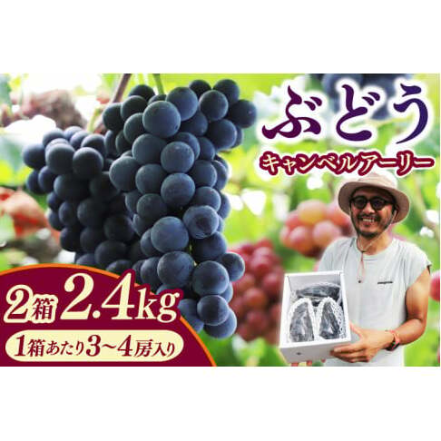 【先行予約】＼数量限定 9月発送予定／ ぶどう キャンベルアーリー 約2.4kg 2箱 (1箱あたり：3～4房入り) (EK003)