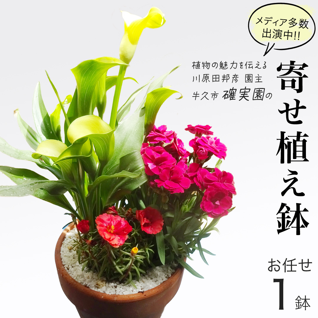 【 確実園 オリジナル 】 寄せ植え(おまかせ1点) ガーデニング 花 はな フラワー 鉢 鉢植え