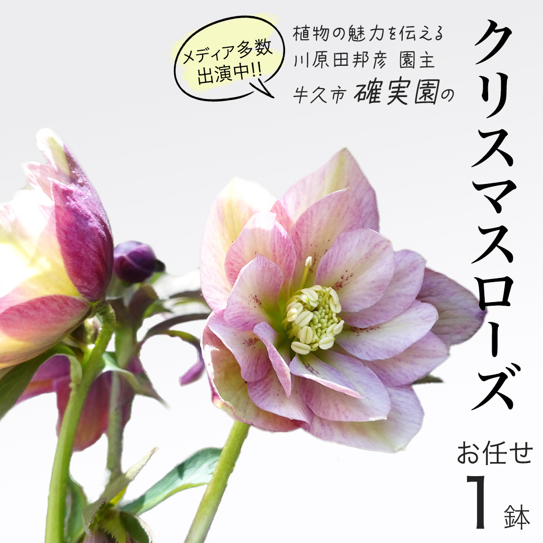 《 先行予約 》 【 確実園 オリジナル 】 クリスマスローズ(おまかせ1点) ガーデニング 花 はな フラワー 鉢 鉢植え