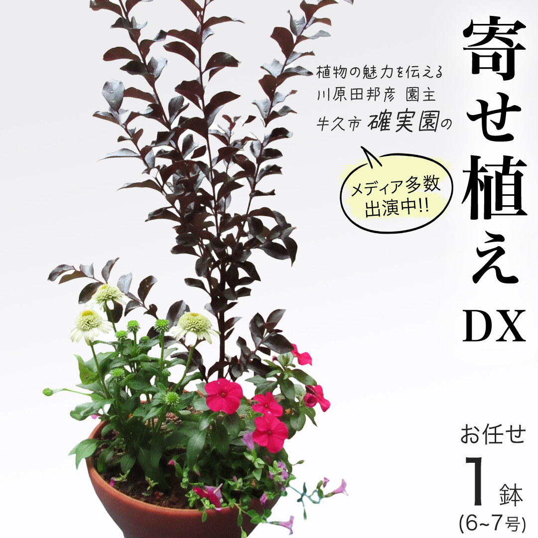 【 確実園 オリジナル 】 寄せ植え DX (おまかせ1点) ガーデニング 花 はな フラワー 鉢 鉢植え
