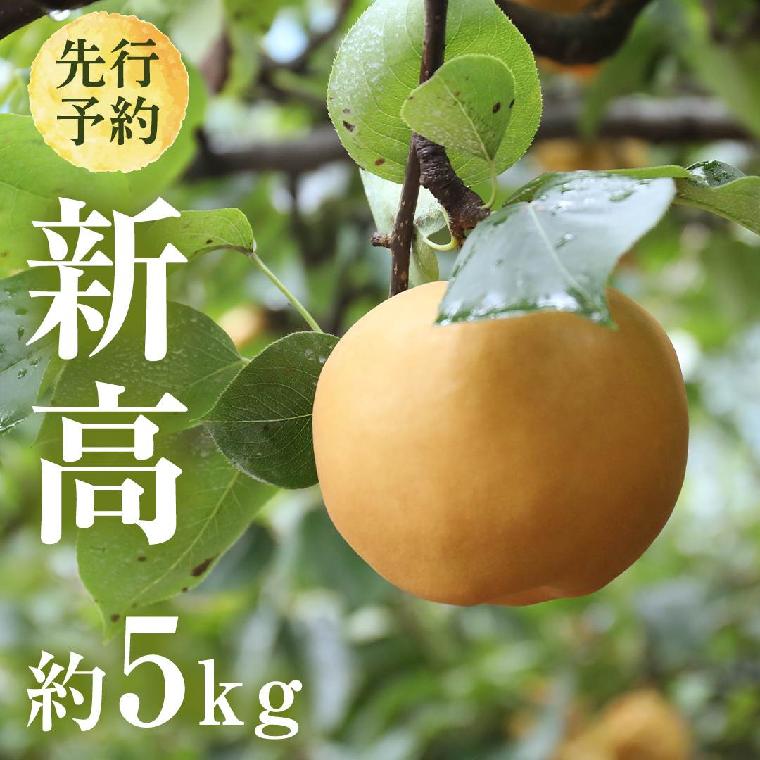 【 2025年9月下旬発送開始 】 茨城県産 梨 新高 （約 5kg ） 6～12玉 フルーツ 果物 なし ナシ 旬 新鮮 甘い 国産 ジューシー みずみずしい 先行予約