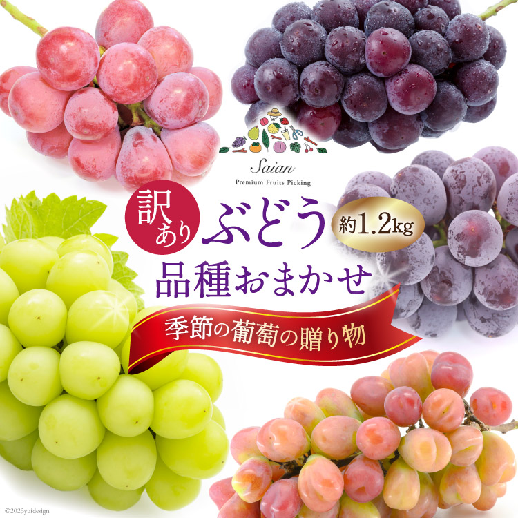 【2026年発送】ぶどう 訳あり 約 1.2kg 食べ比べ 山梨 やまなし ブドウ 季節 葡萄 贈り物 品種 おまかせ フルーツ 果物 くだもの 山梨県産 期間限定 季節限定 冷蔵 [斎庵 山梨県 韮崎市 20745283]