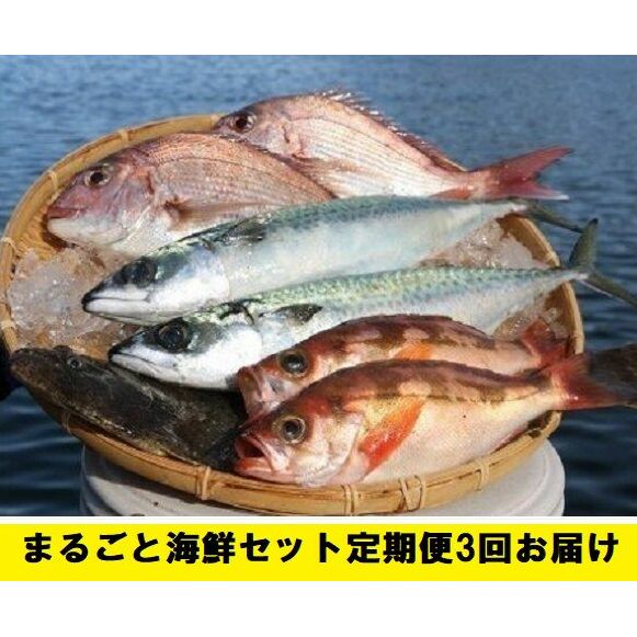 まるごと海鮮セット定期便3回お届け 魚介類