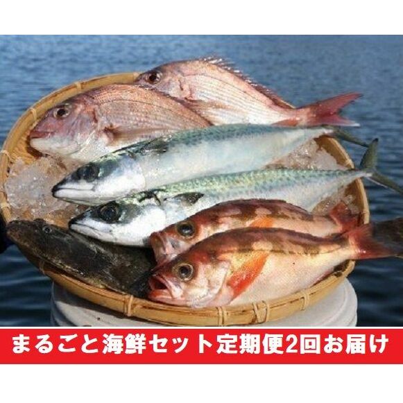 まるごと海鮮セット定期便2回お届け 魚介類