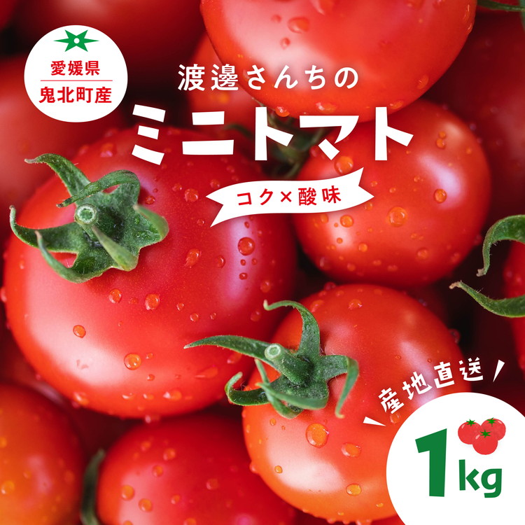 【先行予約】【A品】渡邊さんちのミニトマト 約1kg(6パック) ｜ 愛媛県 鬼北町 株式会社North River マリネ 湯むき パスタ スープ おつまみ 10月 11月 1キロ ベジタブル 果物 トマト　※離島への配送不可　※2025年7月上旬～11月下旬頃に順次発送予定