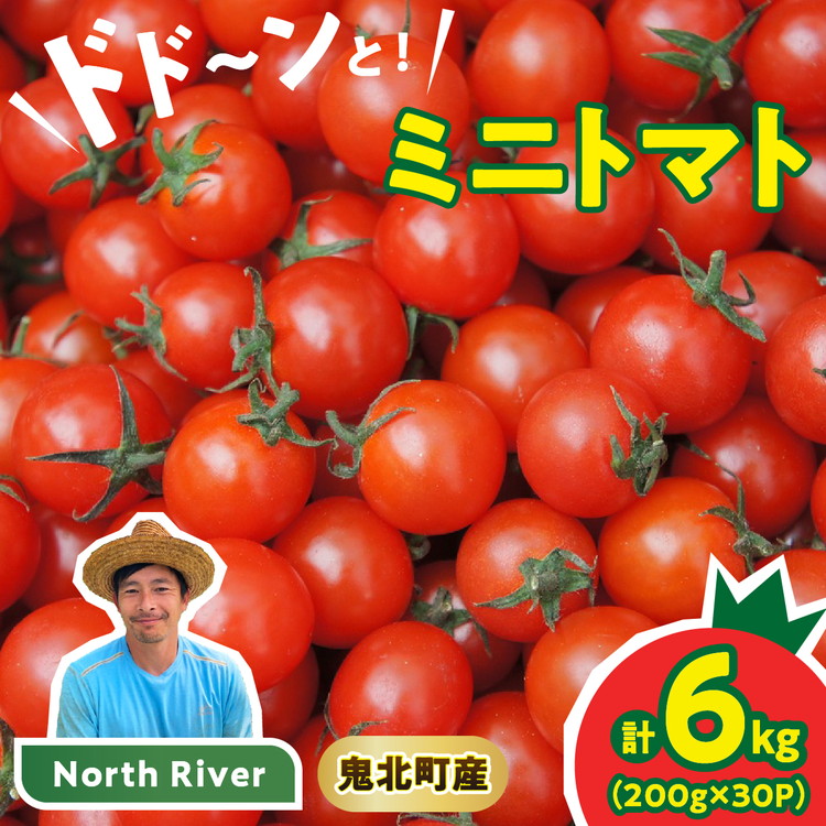 【市場出荷サイズ！】渡邊さんちのミニトマト 約6kg（30パック） | 愛媛県 鬼北町 株式会社North River マリネ 湯むき パスタ スープ おつまみ 11月 ベジタブル 果物 トマト 野菜ランキング ※離島への配送不可 ※2025年11月上旬頃より順次発送予定