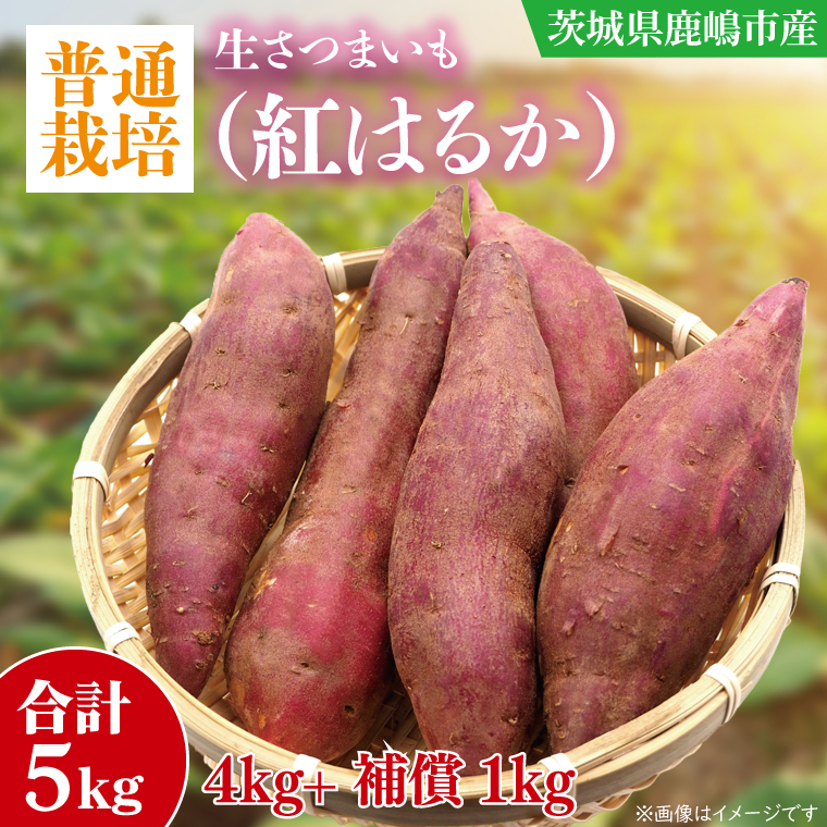 【10月中旬~11月末までの発送品!】【普通栽培】紅はるか 生さつまいも(4kg+約25%補償分) 計 約5kg【サツマイモ 芋 いも べにはるか 自然栽培 新鮮 焼き芋 煮物 天ぷら スイートポテト 鹿嶋市 茨城県】(KAG-41)