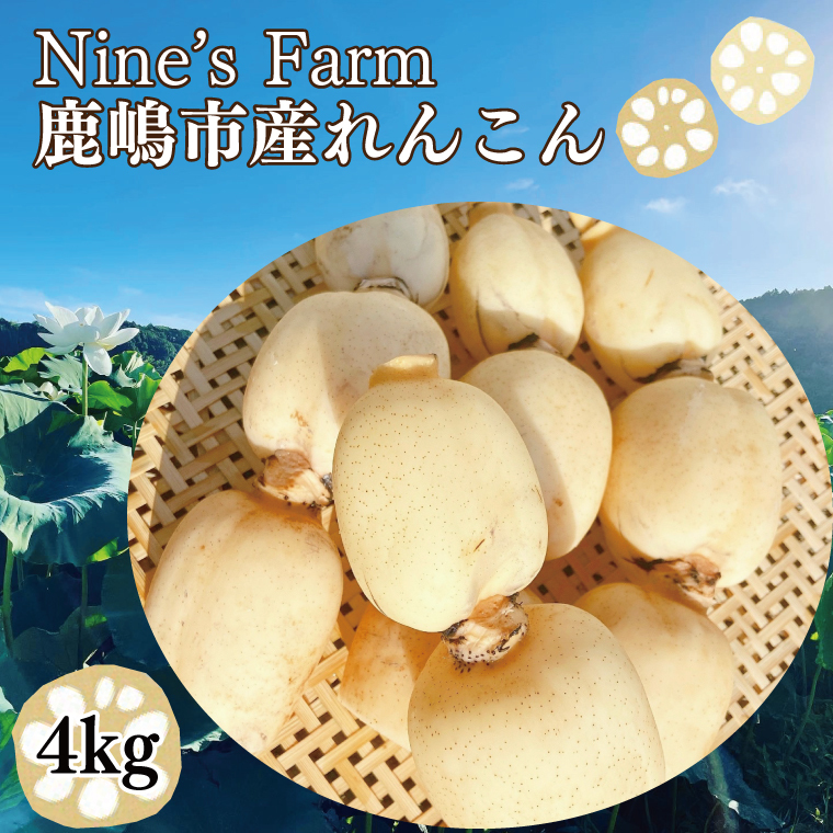 \先行予約・数量限定/オーガニック肥料で育てたれんこん 4kg (8月上旬発送開始予定)【茨城県 鹿嶋市 有機栽培 オーガニック レンコン 蓮根 野菜 根菜 産地直送 有機野菜 】(KBJ-2)