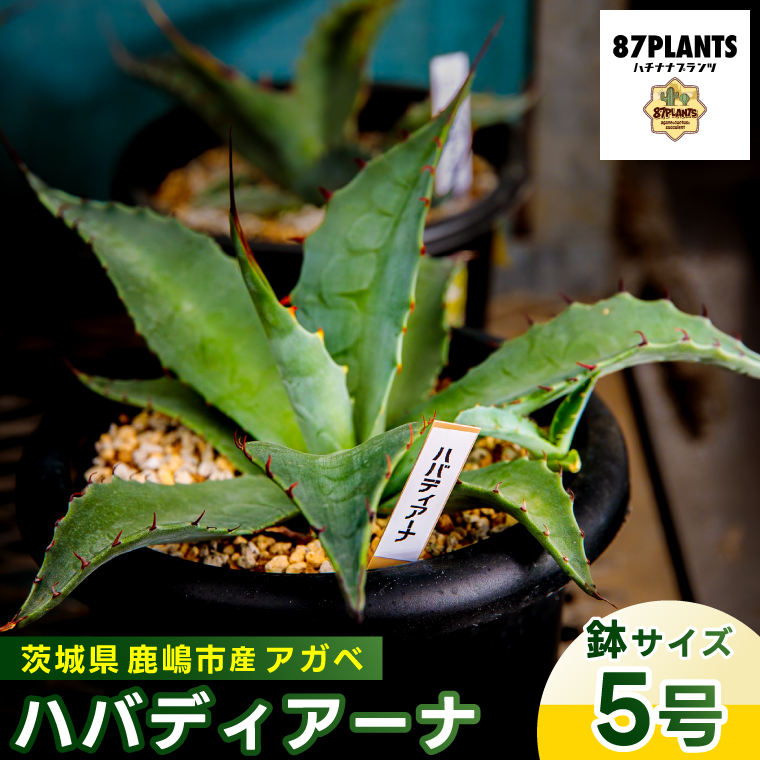 鹿嶋市産 実生アガベ・ハバディアーナ(5号鉢)【アガベ ハバディアーナ 多肉植物 鉢 茨城県 鹿嶋市 】(KCP-23)