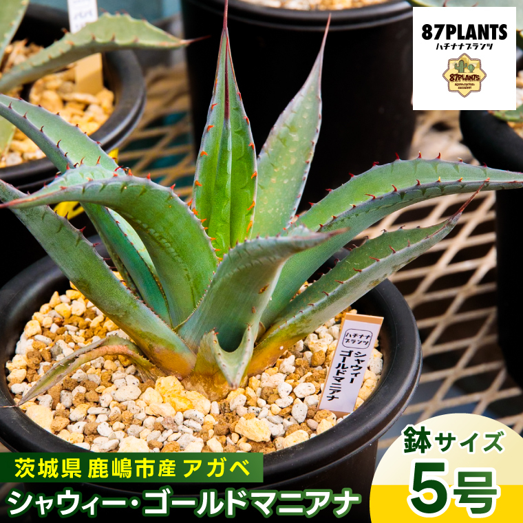 鹿嶋市産 実生アガベ・シャウィー・ゴールドマニアナ(5号鉢)【アガベ シャウィー ゴールドマニアナ 多肉植物 鉢 茨城県 鹿嶋市 】(KCP-27)