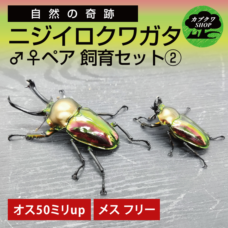 ニジイロクワガタ オスメス ペア飼育セット(2)【クワガタ クワガタムシ 昆虫 虫 国産 飼育 セット 夏休み 自由研究 鹿嶋市 茨城県】(KBY-10)
