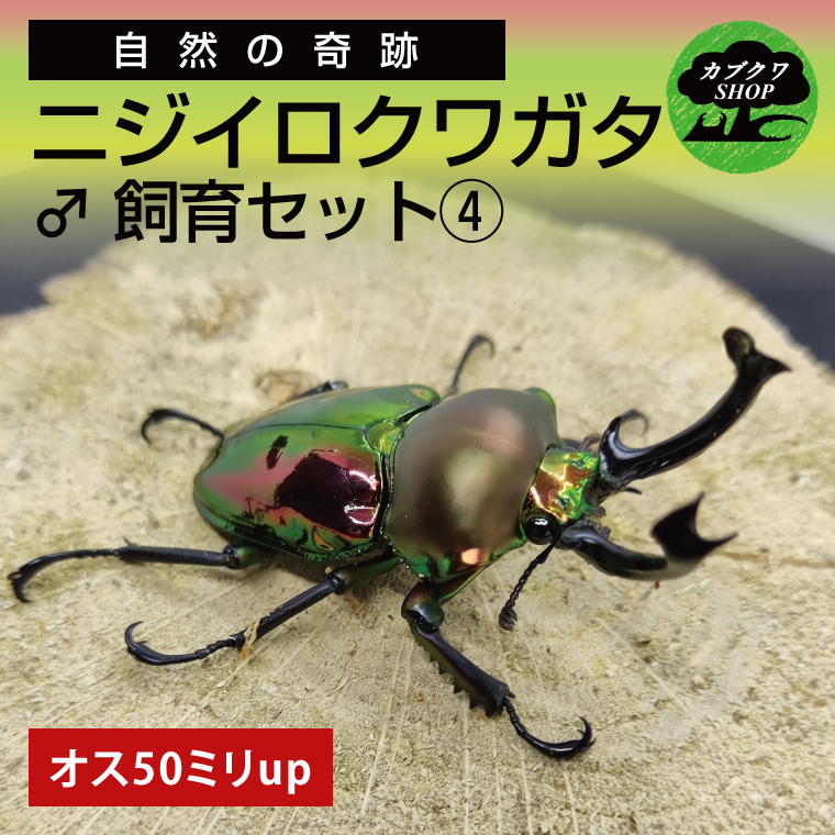 ニジイロクワガタ オス飼育セット(4)【クワガタ クワガタムシ 昆虫 虫 国産 飼育 セット 夏休み 自由研究 鹿嶋市 茨城県】(KBY-12)