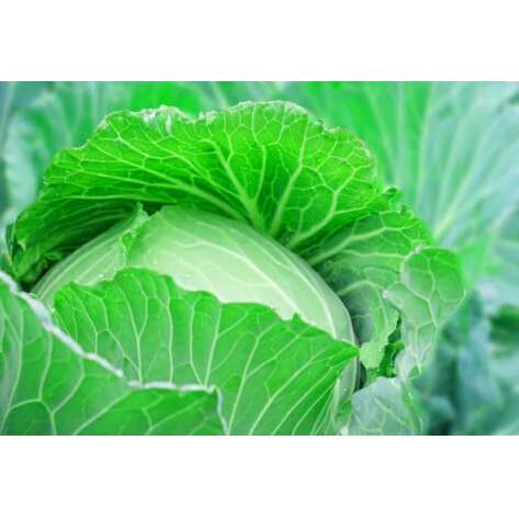 【先行予約】フルーツキャベツ（10kg）【産地直送 期間限定 人気 出荷時期限定 きゃべつ 野菜 お野菜 鹿嶋市 茨城県 】（KAG-31）