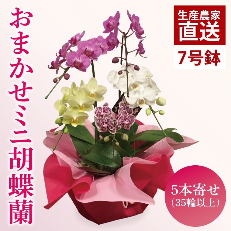 おまかせミニ胡蝶蘭(5本寄せ35輪以上)【お花 花 コチョウラン 胡蝶蘭 蘭 ラッピング 贈り物 プレゼント 誕生日 お祝い 誕生日 母の日 父の日 敬老の日 鹿嶋市 茨城県】(KAR-3)