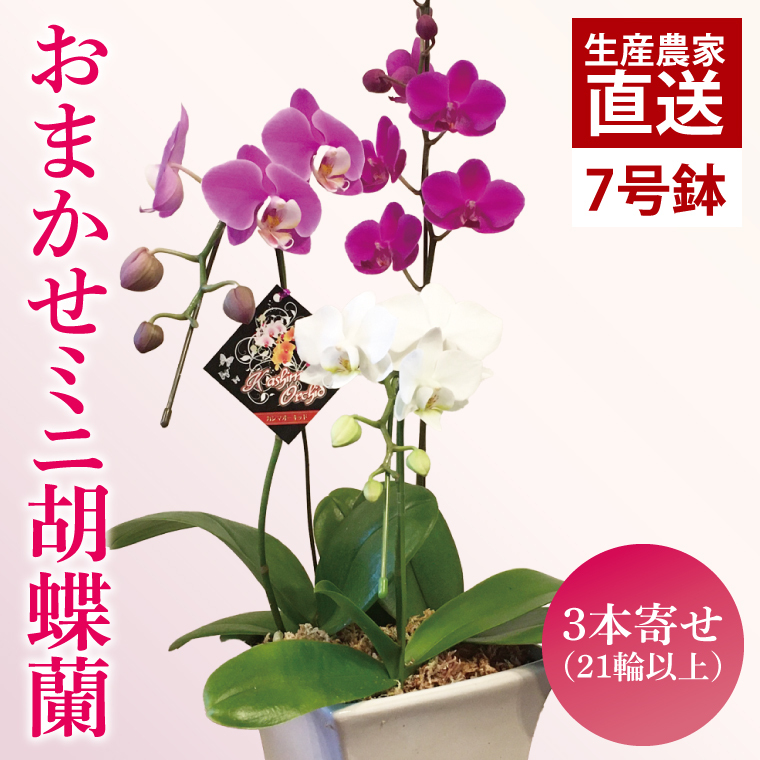 おまかせミニ胡蝶蘭(3本寄せ21輪以上)【陶器鉢】【お花 花 コチョウラン 胡蝶蘭 蘭 贈り物 プレゼント 誕生日 お祝い 誕生日 母の日 父の日 敬老の日 鹿嶋市 茨城県】(KAR-5)