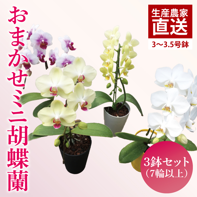 おまかせミニ胡蝶蘭(単鉢・7輪以上)3鉢セット【お花 花 コチョウラン 胡蝶蘭 蘭 贈り物 プレゼント 誕生日 お祝い 誕生日 母の日 父の日 敬老の日 鹿嶋市 茨城県】(KAR-8)
