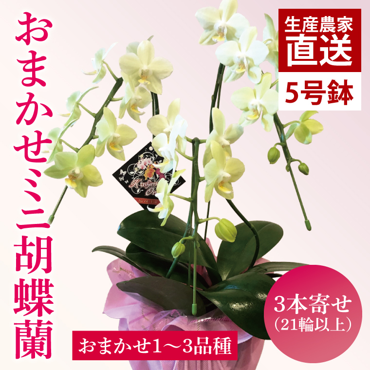 花農家応援企画!!おまかせミニ胡蝶蘭(3本寄せ)【お花 花 コチョウラン 胡蝶蘭 蘭 ラッピング 贈り物 プレゼント 誕生日 お祝い 誕生日 母の日 父の日 敬老の日 鹿嶋市 茨城県】(KAR-10)