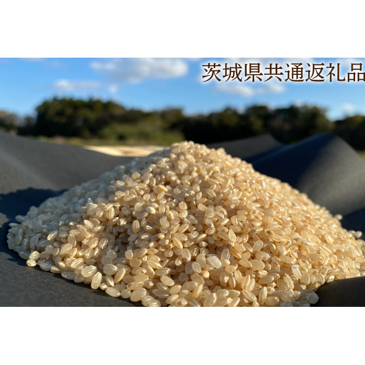 【栽培期間農薬不使用】R7年産 マキタ超こしひかり 玄米10kg【茨城県共通返礼品・行方市産】【おいしい お米 マキタ 減農薬 安心  鹿嶋市】(KBE-95)