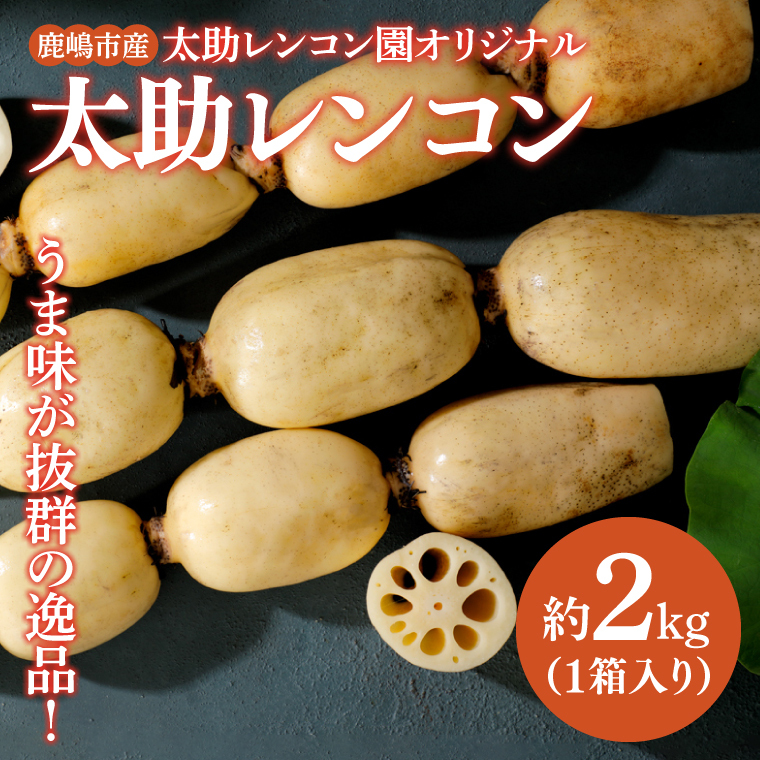 【先行予約】【奇跡のレンコン】茨城県鹿嶋市産 太助レンコン 約2kg 【れんこん 根菜 蓮根 れん根 2キロ 10000円以内 1万円以内】(KBU-1)