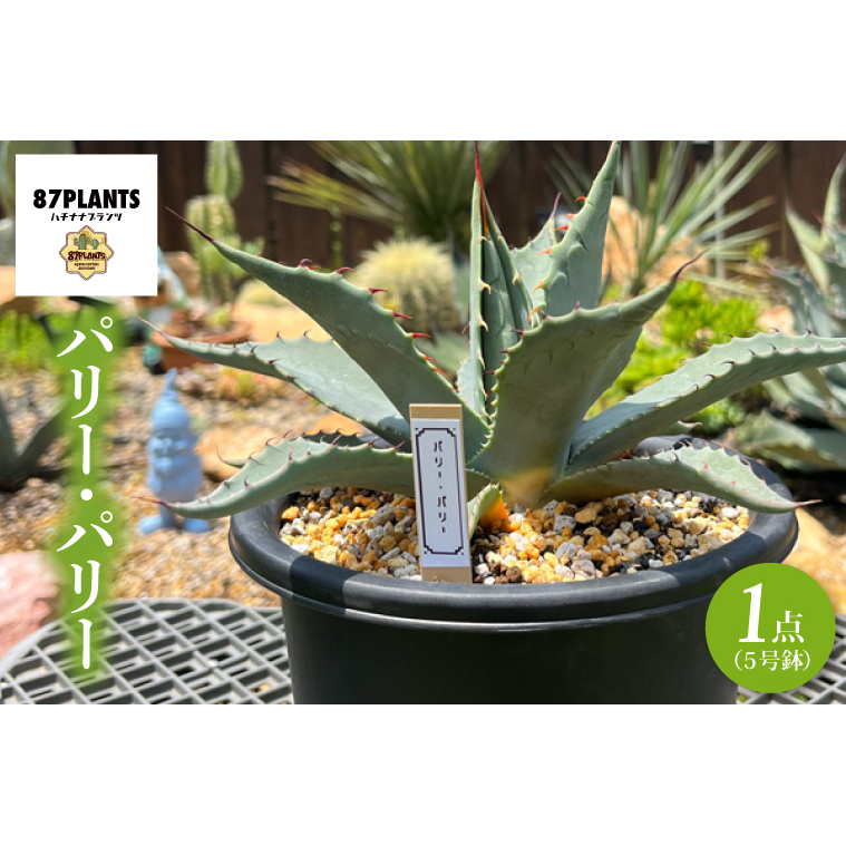 パリー・パリー (KCP-5)