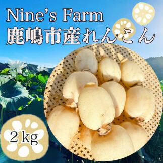 \先行予約・数量限定/オーガニック肥料で育てたれんこん 2kg (8月上旬発送開始予定)【茨城県 鹿嶋市 有機栽培 オーガニック レンコン 蓮根 野菜 根菜 産地直送 有機野菜 】(KBJ-3)