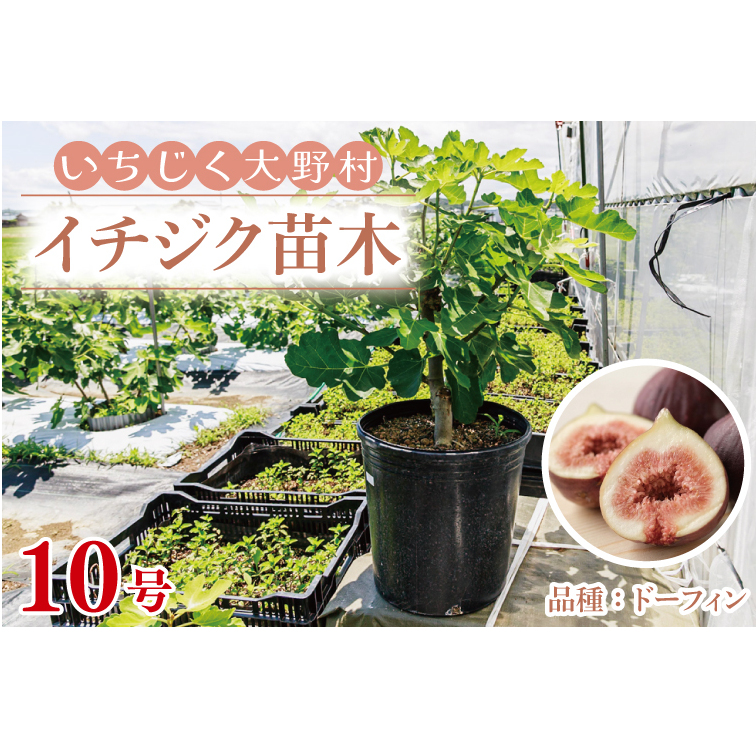 イチジク苗木 10号 【なえぎ 観葉 植物 いちじく 自宅 ポット ドーフィン 茨城県 鹿嶋市】（KAE-8） | 茨城県鹿嶋市 | JRE  MALLふるさと納税