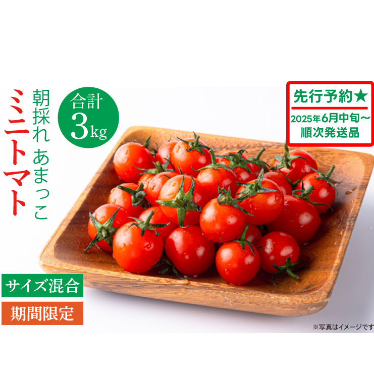 【先行予約★2025年6月中旬頃～順次発送！】【人気商品】朝採れ あまっこ ミニトマト ３kg 【やさい 野菜 トマト 甘い プチトマト 新鮮 フレッシュ 産地 直送 10000円以下 茨城県 鹿嶋市 】（KAM-19）