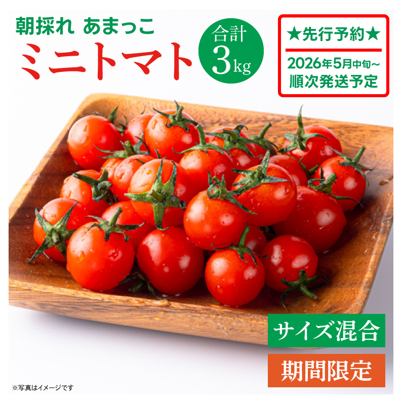 【先行予約★2026年5月中旬頃～順次発送！】【人気商品】朝採れ あまっこ ミニトマト ３kg 【やさい 野菜 トマト 甘い プチトマト 新鮮 フレッシュ 産地 直送 10000円以下 茨城県 鹿嶋市 】（KAM-31）
