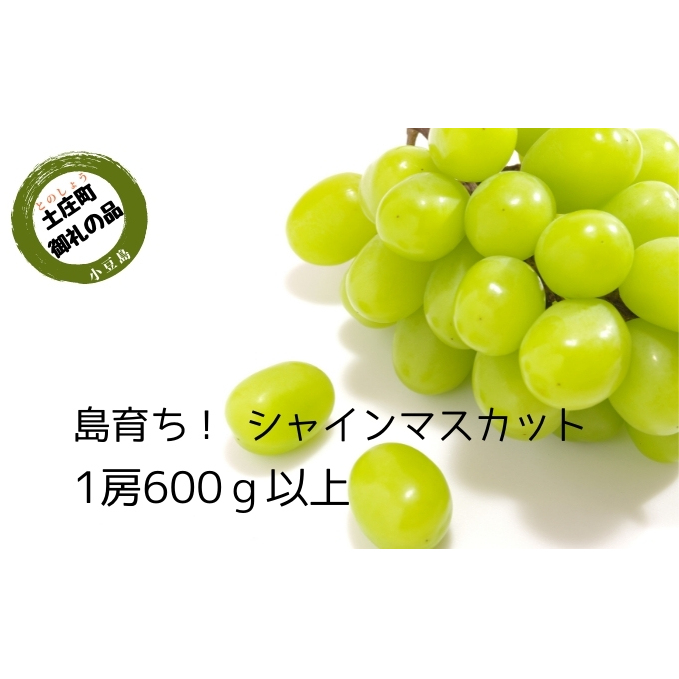 【 小豆島 】島育ち！ハウスシャインマスカット　1房化粧箱入り 600g以上 果物類 ぶどう ブドウ フルーツ 果物 
