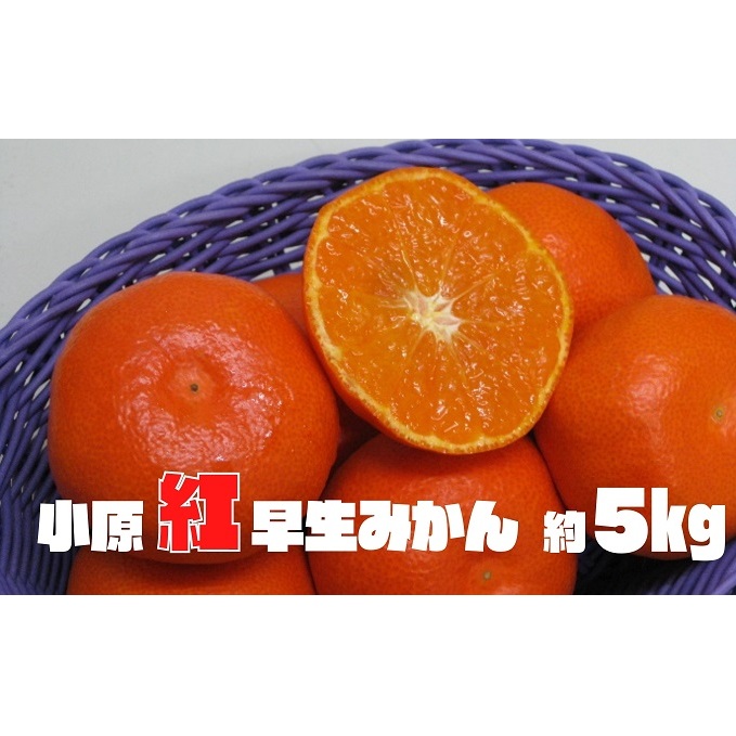 小原紅早生みかん　約5kg 果物類 柑橘類 フルーツ 