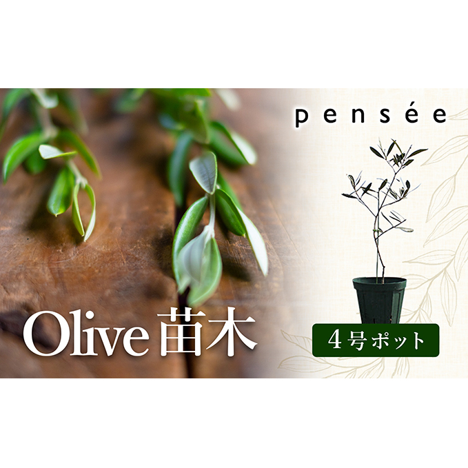 【 小豆島 】 オリーブ苗木 （４号ポット）1本 植物 観葉植物 オリーブ 苗木 インテリア 香川 香川県 土庄 土庄町