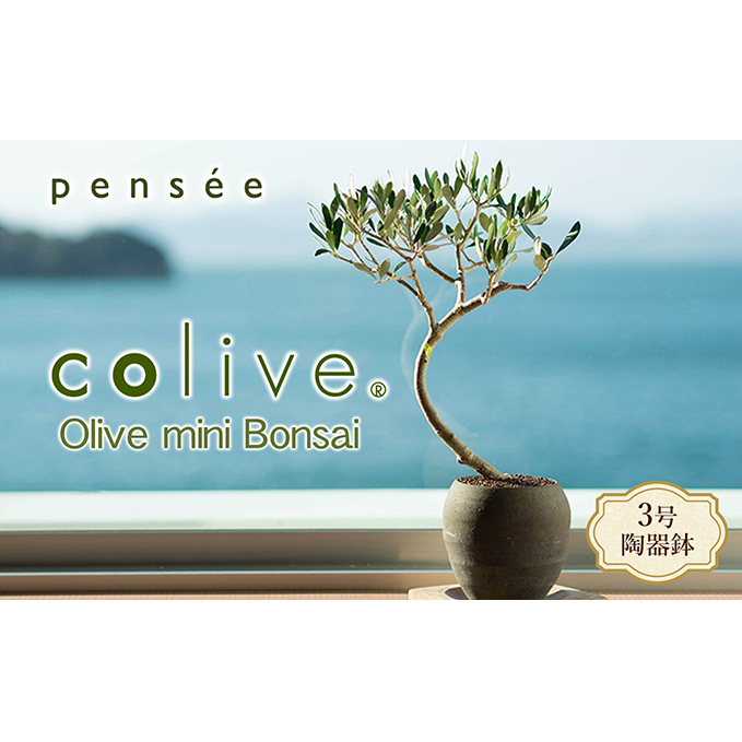 【 小豆島 】オリーブのミニ盆栽 olive( コリーブ ) 植物 観葉植物 オリーブ 盆栽 ミニ インテリア コンパクト 香川 香川県 土庄 土庄町
