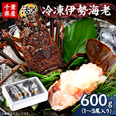 活〆冷凍伊勢海老600g【配送不可地域：離島】【1607625】